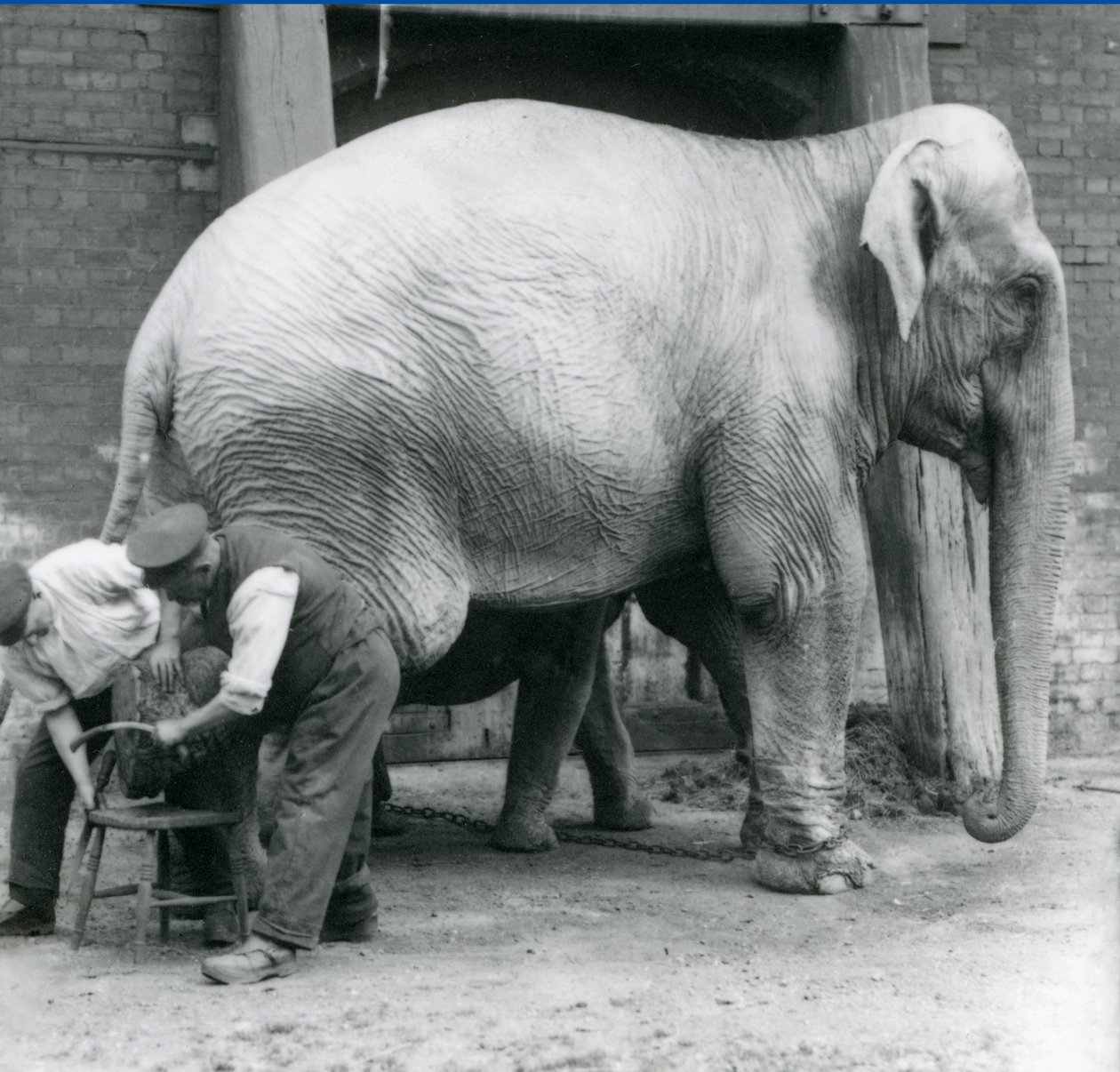 Voksen kvinnelig indisk elefant, Assam Lukhi med keeper Charles Eyles, med føttene trimmet i London Zoo, september 1923 (bw-bilde) av Frederick William Bond