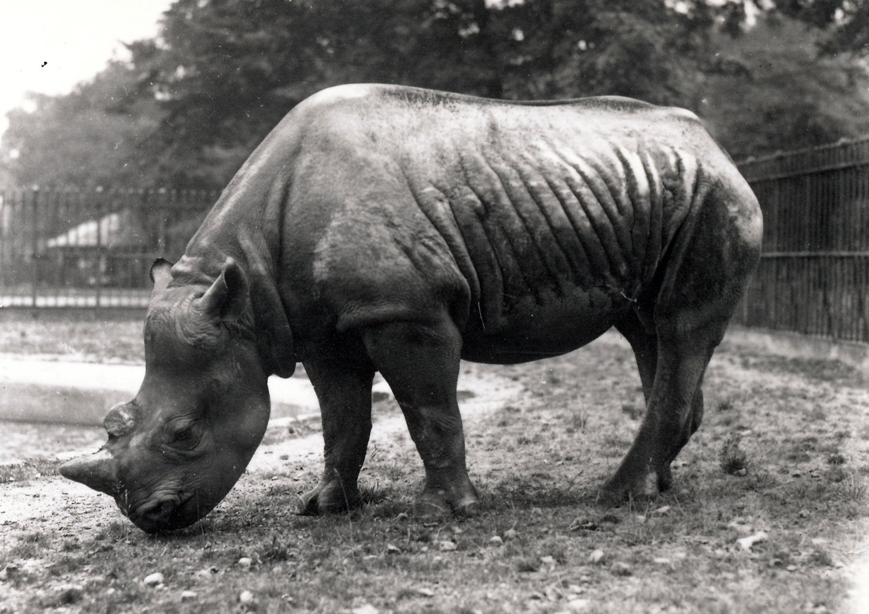 Afrikansk neshorn av Frederick William Bond