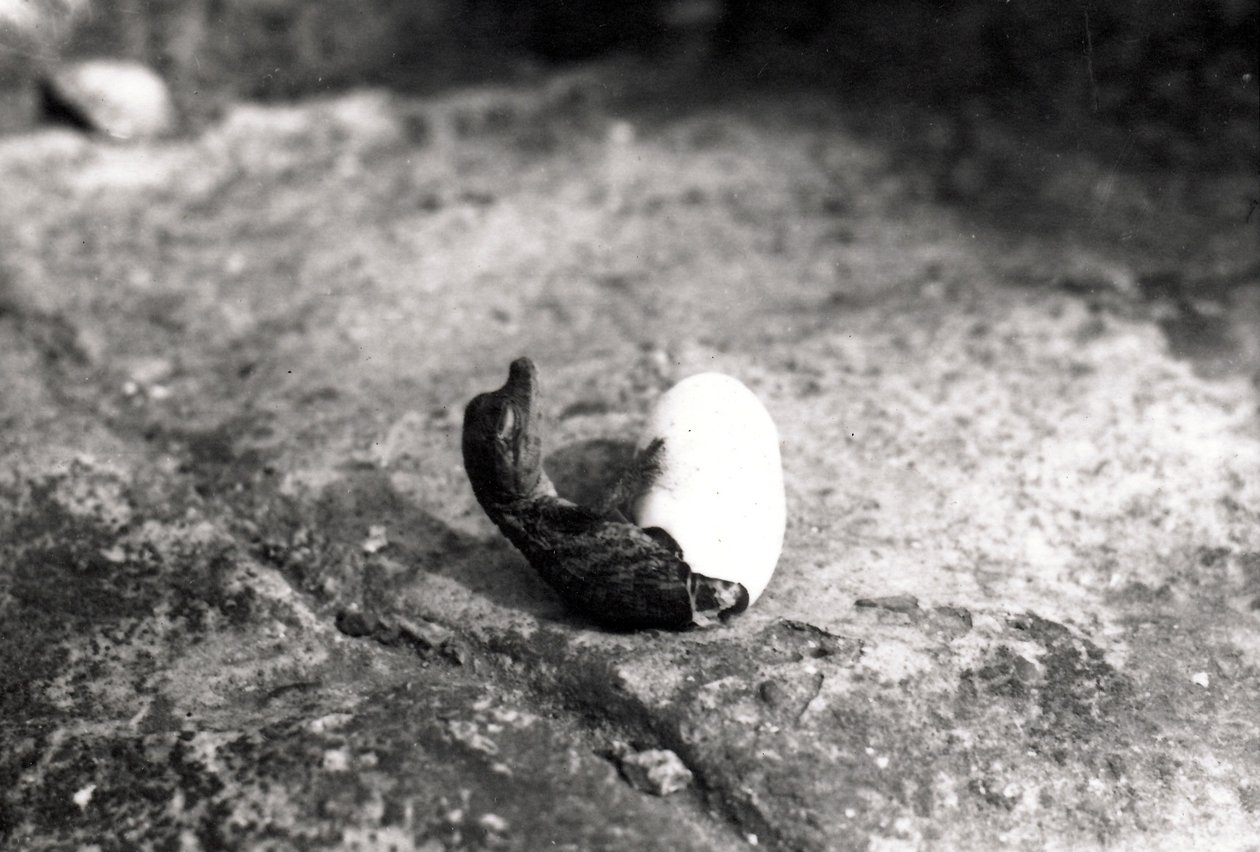 Alligator klekking av Frederick William Bond