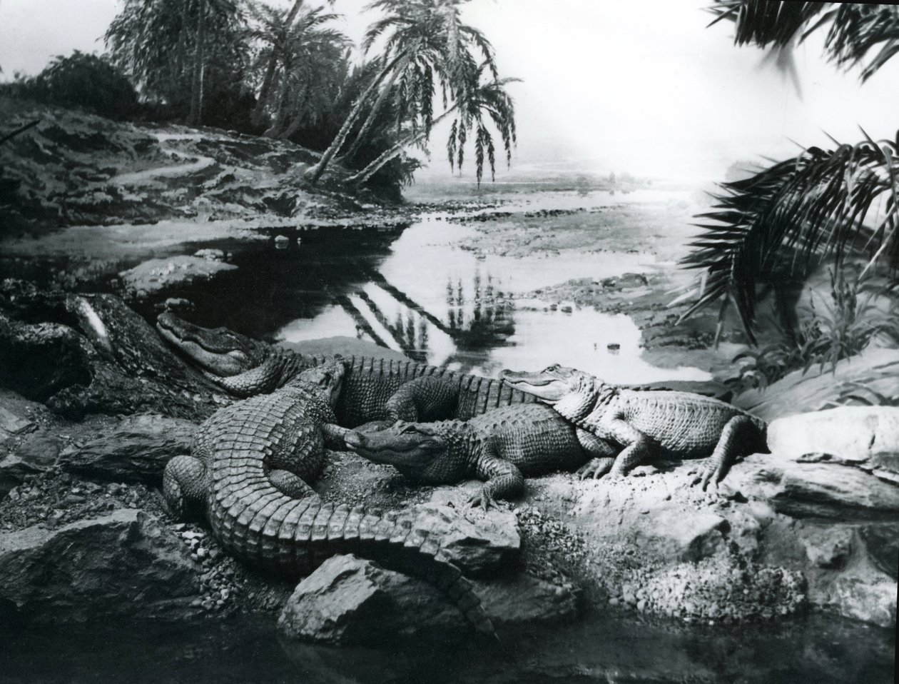 Alligatorer, i panorama-innstilling, i London Zoo, 1928 av Frederick William Bond