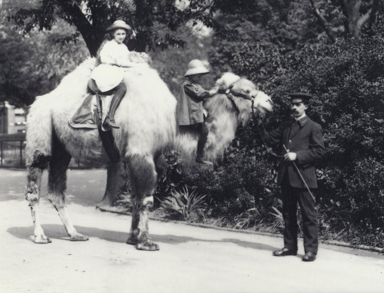 En arabisk kamel med Keeper som blir ridd av to barn, en jente på pukkelen og et yngre barn på nakken, London Zoo, mai 1914 av Frederick William Bond