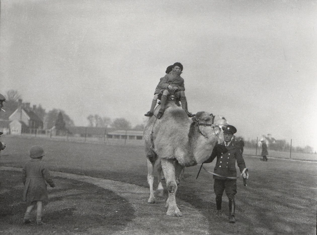 En arabisk kamel tar med et par barn en tur på ZSL Whipsnade, mars 1932 av Frederick William Bond