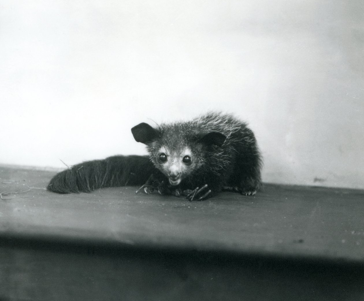 En Aye-aye i London Zoo, oktober 1913 av Frederick William Bond