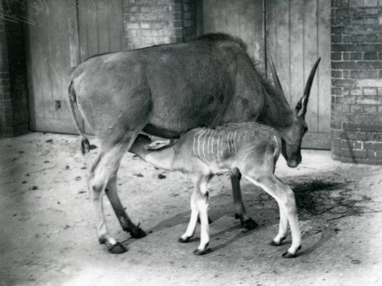 En Eland-antilope mater ungene sine i London Zoo, 1920 av Frederick William Bond