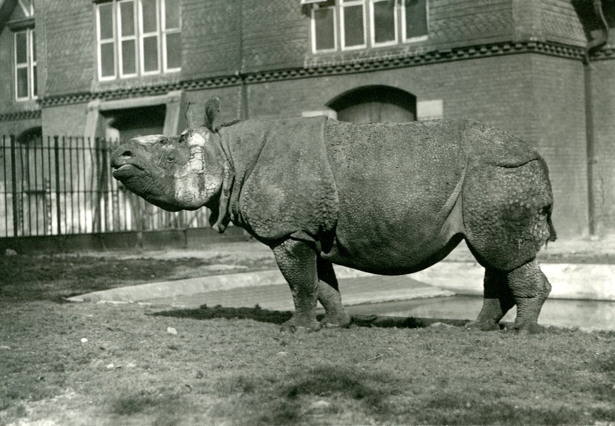 Et indisk neshorn i London Zoo, oktober 1922 av Frederick William Bond
