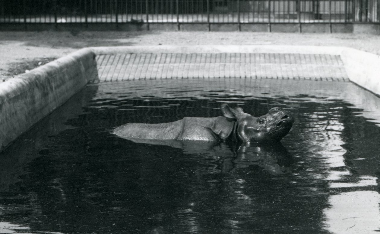 Et indisk neshorn i bassenget i London Zoo, juli 1914 av Frederick William Bond