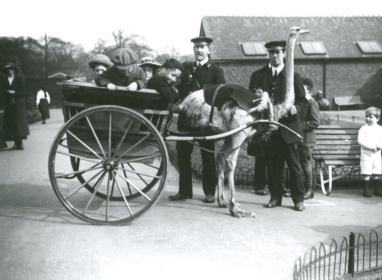 En tur med strutsevogn med barn og voktere George Blore og William Dexter i London Zoo, ca. 1913 av Frederick William Bond