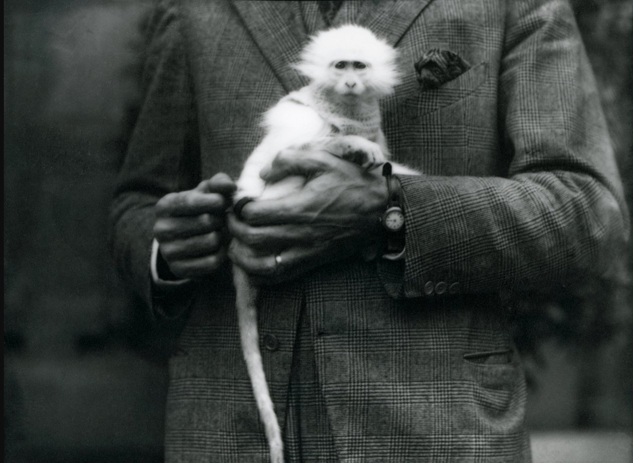 En albino Old World Monkey, slekten Ceropithecus, som ble holdt i London Zoo, juli 1922 av Frederick William Bond
