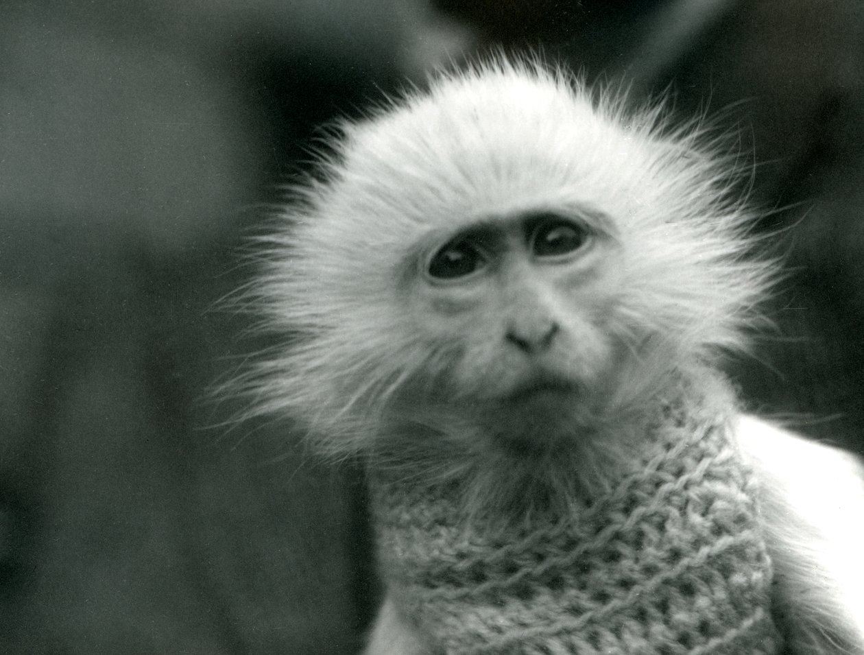 En albino Old World Monkey, slekten Theropithecus, iført en genser i London Zoo i juli 1922 (bw-bilde) av Frederick William Bond