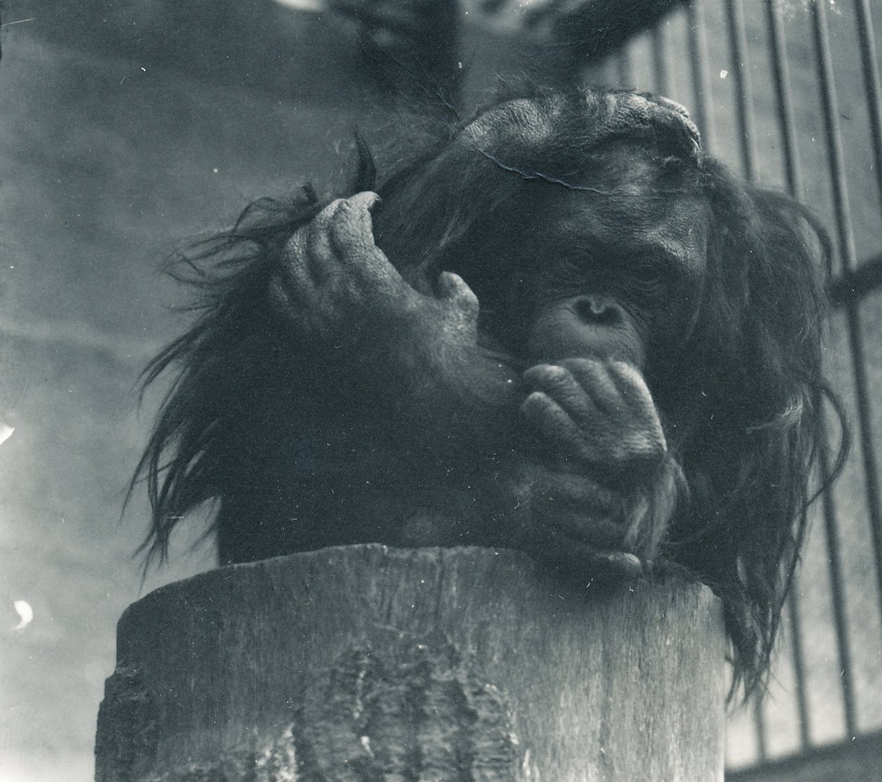 En orangutang ved ZSL London Zoo, april 1923 av Frederick William Bond