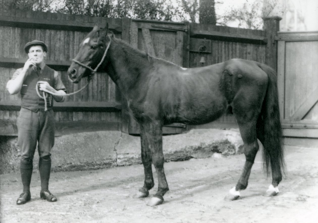 Arabisk hingst Dwarka med Pony Moore, en hestebilfører, London Zoo, 1921 (bw-bilde) av Frederick William Bond