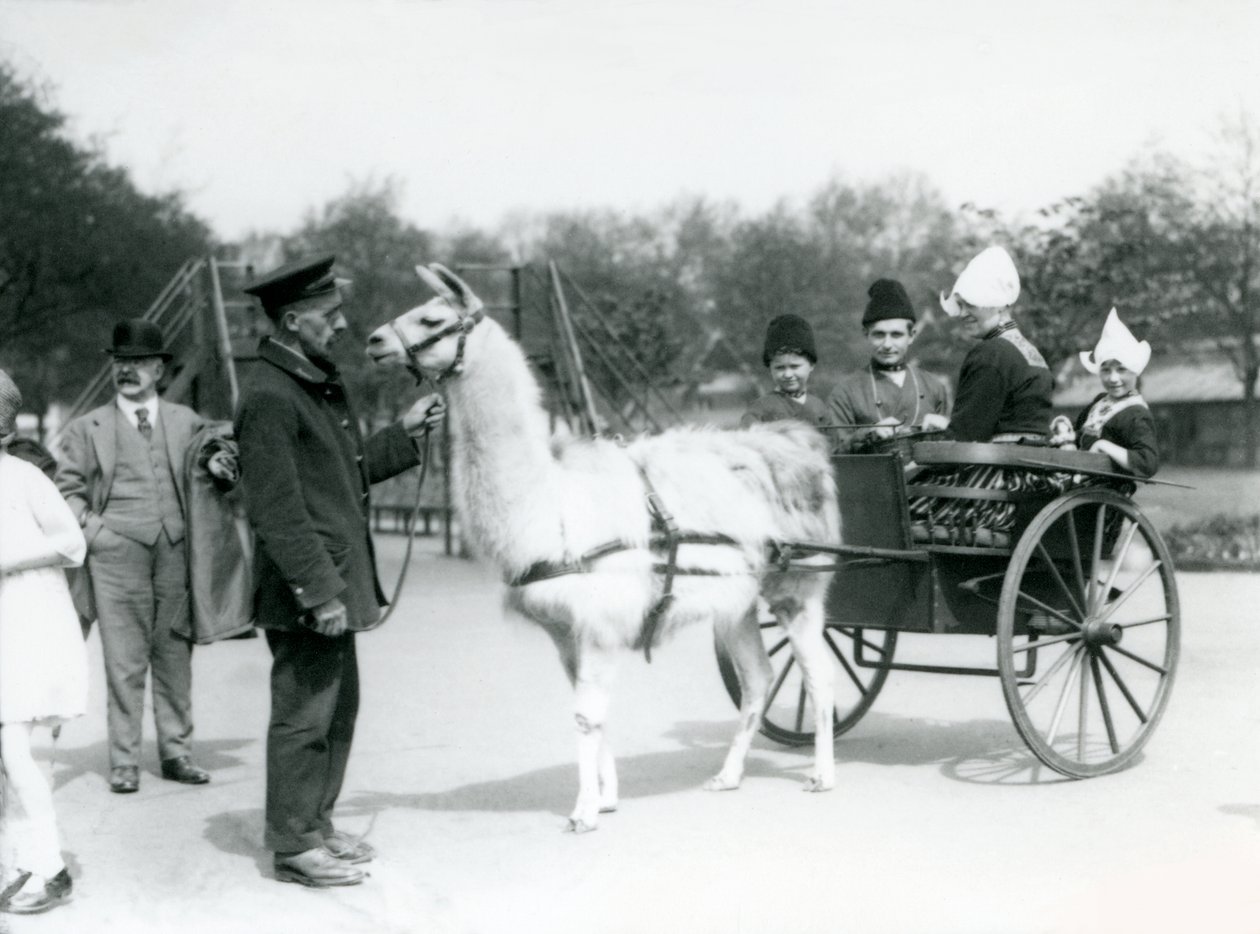 Armenske besøkende som kjører i en lamavogn i London Zoo, mai 1923 (bw-bilde) av Frederick William Bond