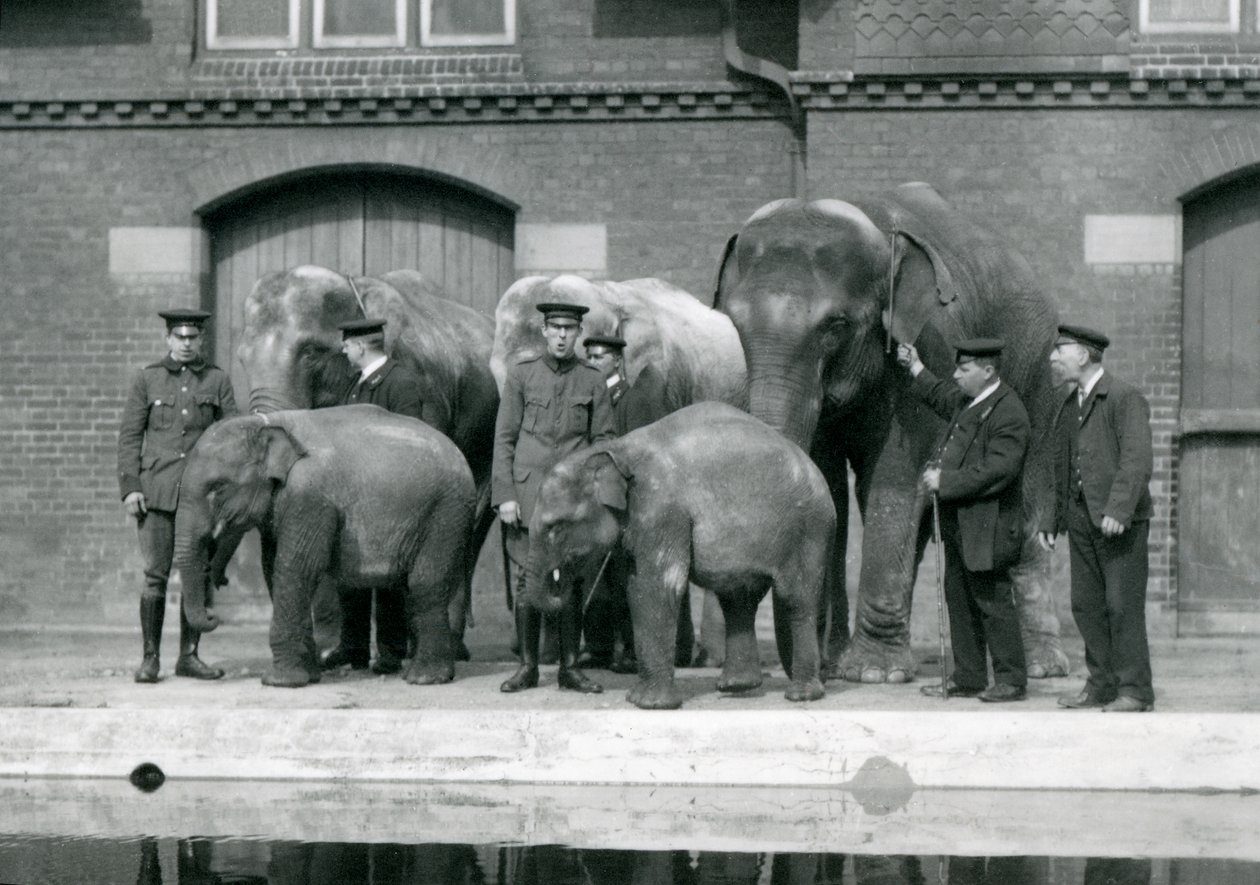 Asiatiske elefanter med vokterne deres, inkludert Charles Eyles, i London Zoo, april 1914 av Frederick William Bond