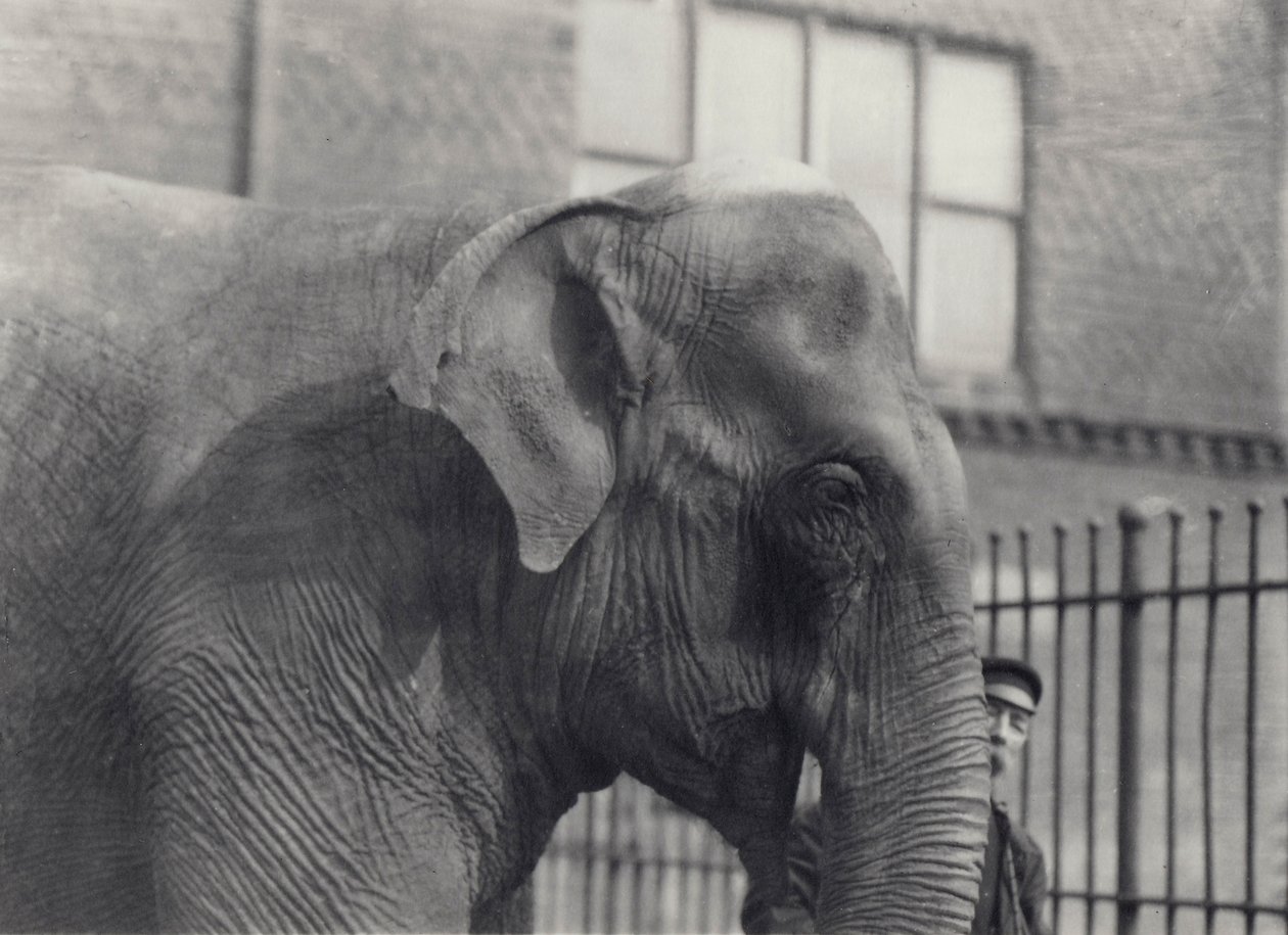 Asiatisk elefant med keeper, London Zoo, 1914 av Frederick William Bond