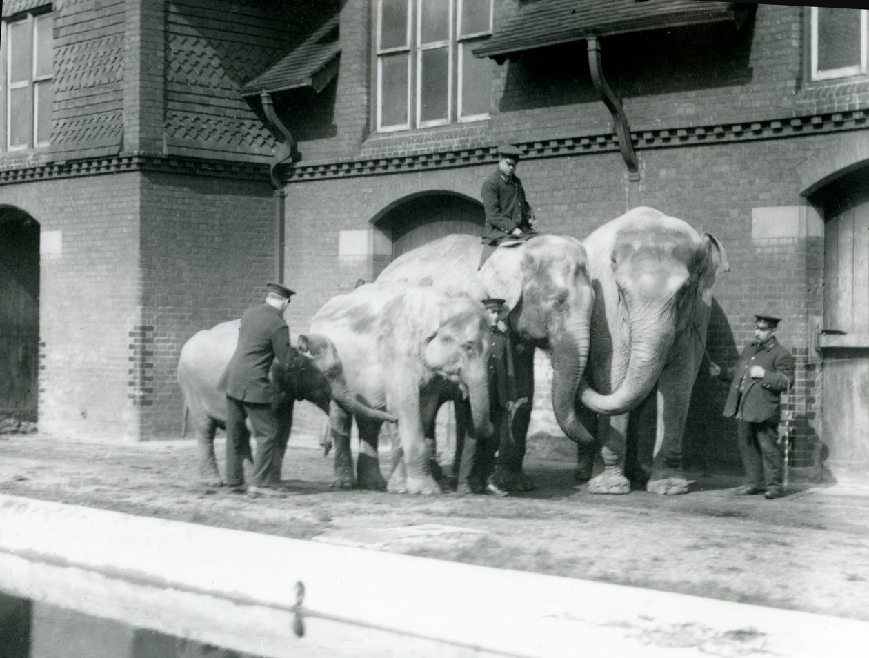Asiatiske elefanter, to voksne og to unge, med vokterne sine i London Zoo, før 1930 (bw-bilde) av Frederick William Bond