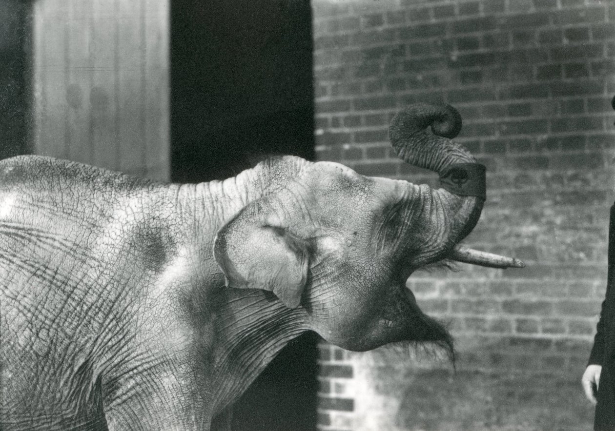 Asiatisk babyelefant med keeper, London Zoo november 1915. Elefanten har på seg et armbind rundt snabelen. av Frederick William Bond
