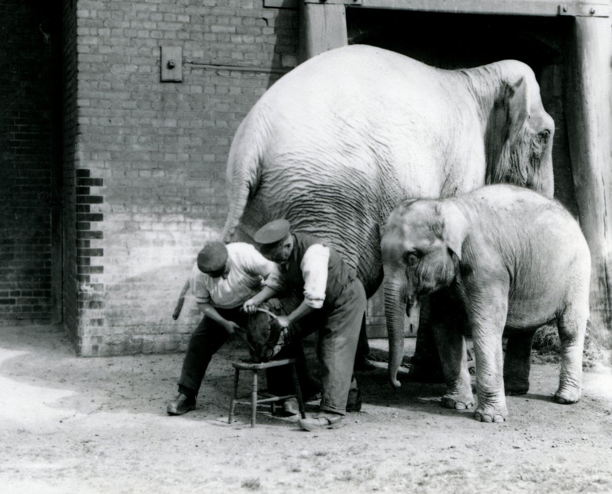 Baby indisk elefant og voksen kvinnelig indisk elefant, Assam Lukhi som er sammen med keeper Charles Eyles, og får føttene trimmet i London Zoo, september 1923 (bw-bilde) av Frederick William Bond