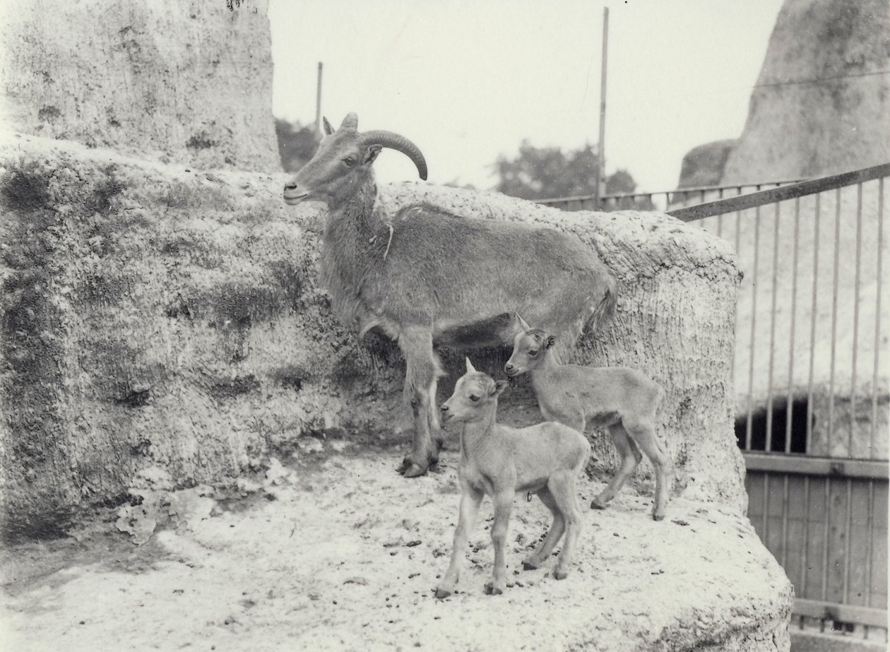 Barbary sauer med to unger på Mappin Terraces, London Zoo, juni 1916 av Frederick William Bond