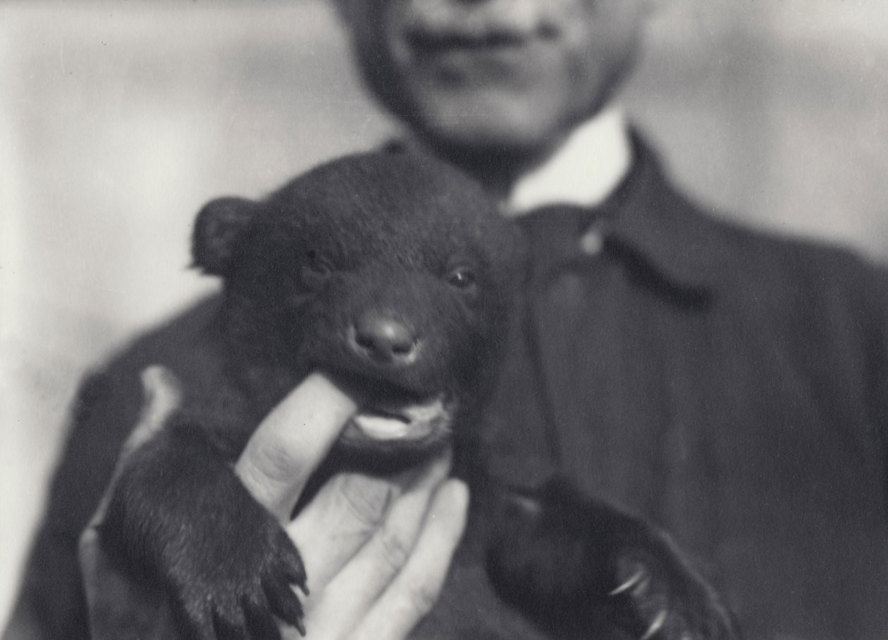 Brun x svart bjørnunge på 6 uker, tygger på fingeren til keeperen som holder den, i London Zoo, februar 1920 av Frederick William Bond