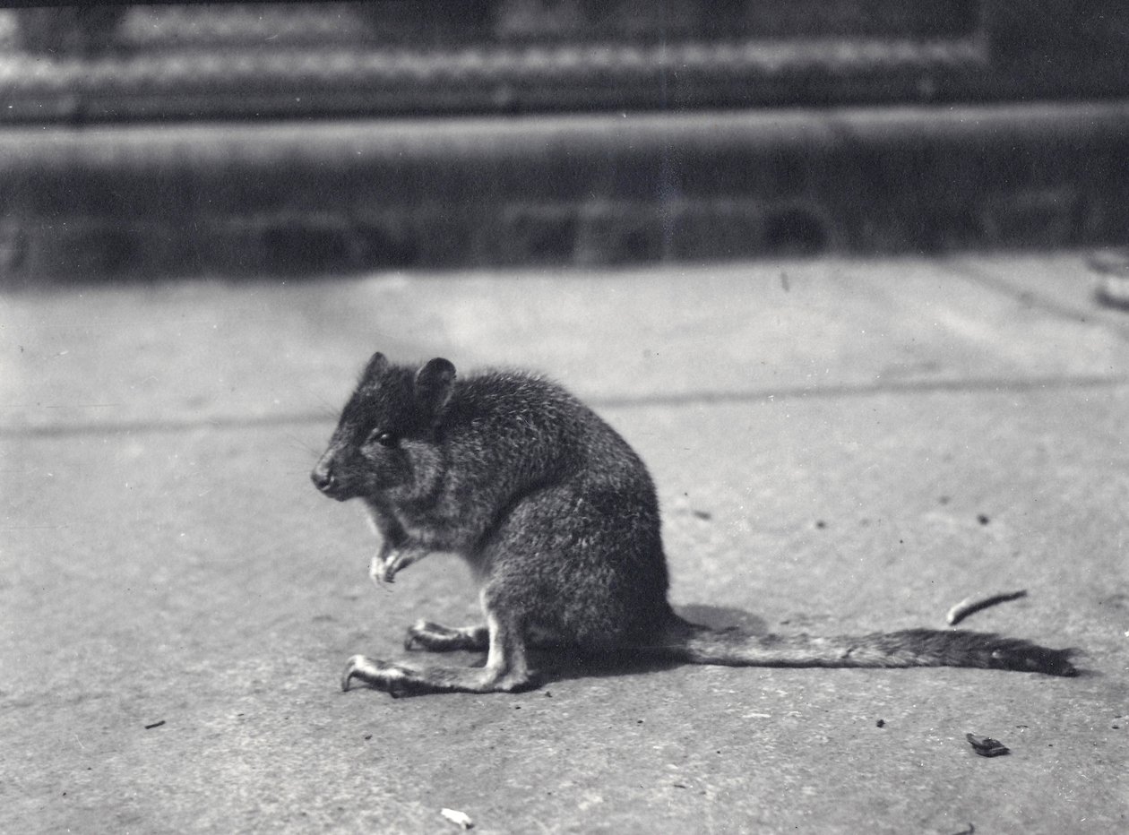 Brush-tailed rock-wallaby i London Zoo, juni 1916 av Frederick William Bond