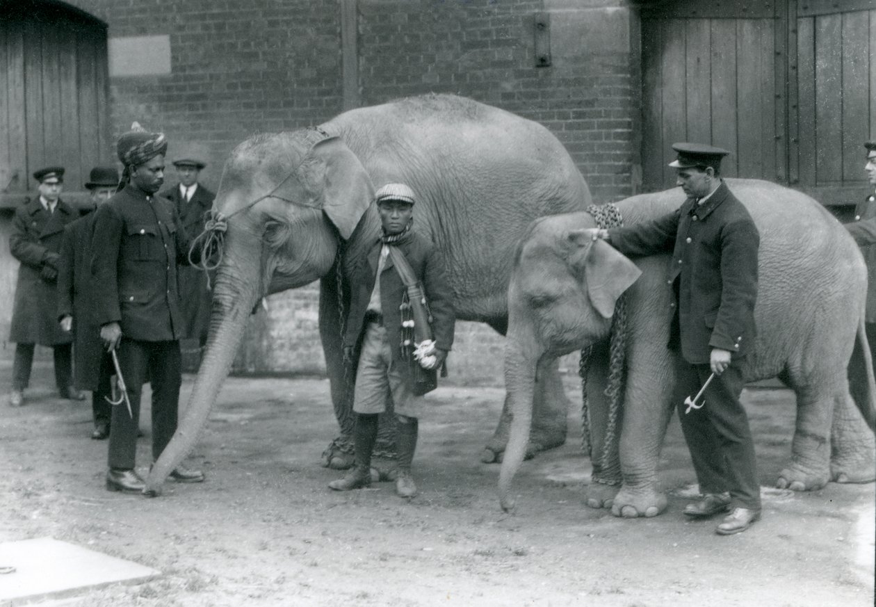 Burmesiske elefanter med keeper, Jack Milbourne, Syed Ali (til venstre) og San Dwe (sentrum), London Zoo, mai 1923 (bw-bilde) av Frederick William Bond
