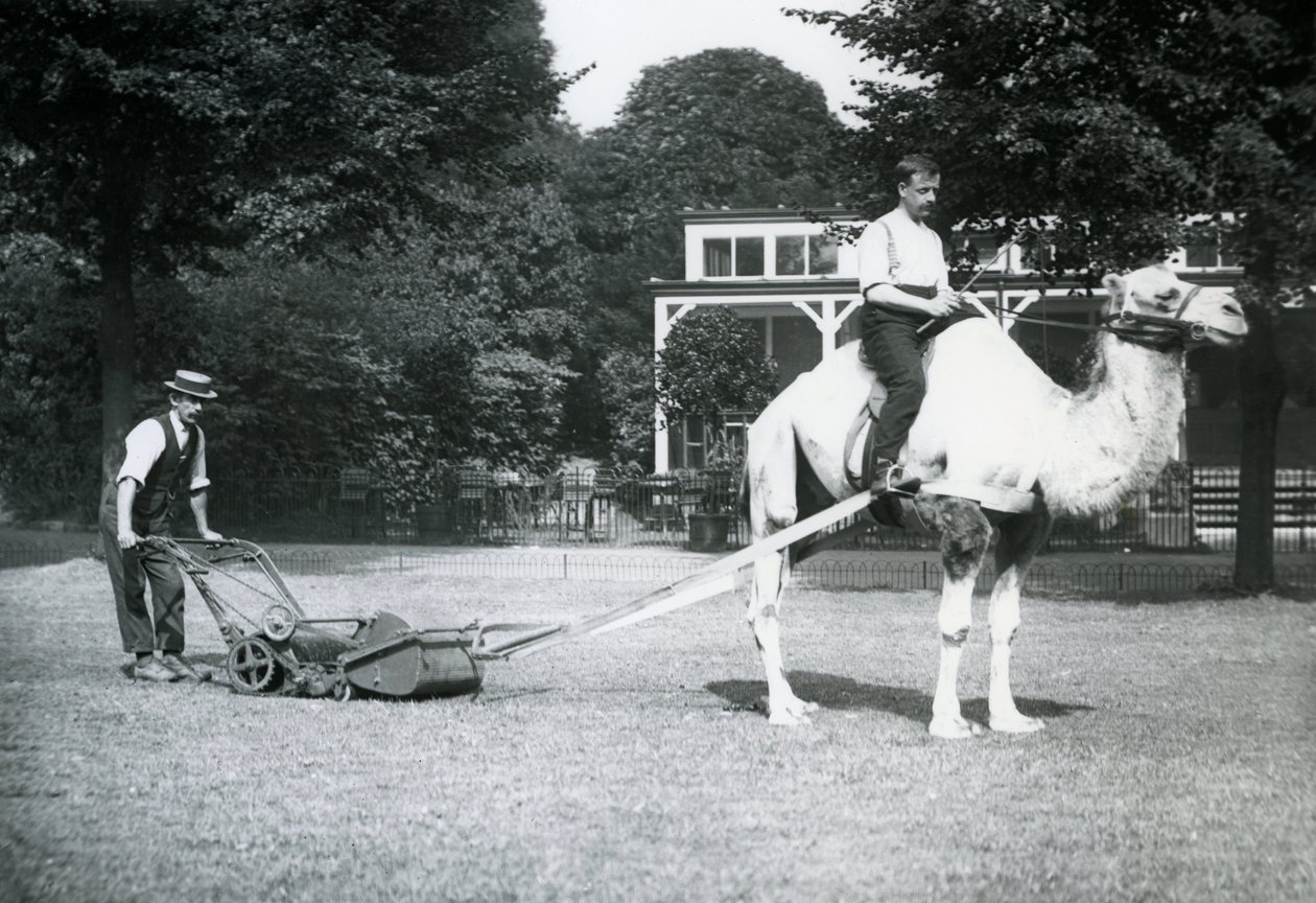 Kamelgressklipper, kjørt av gartner Fred Perry i London Zoo, 1913 av Frederick William Bond