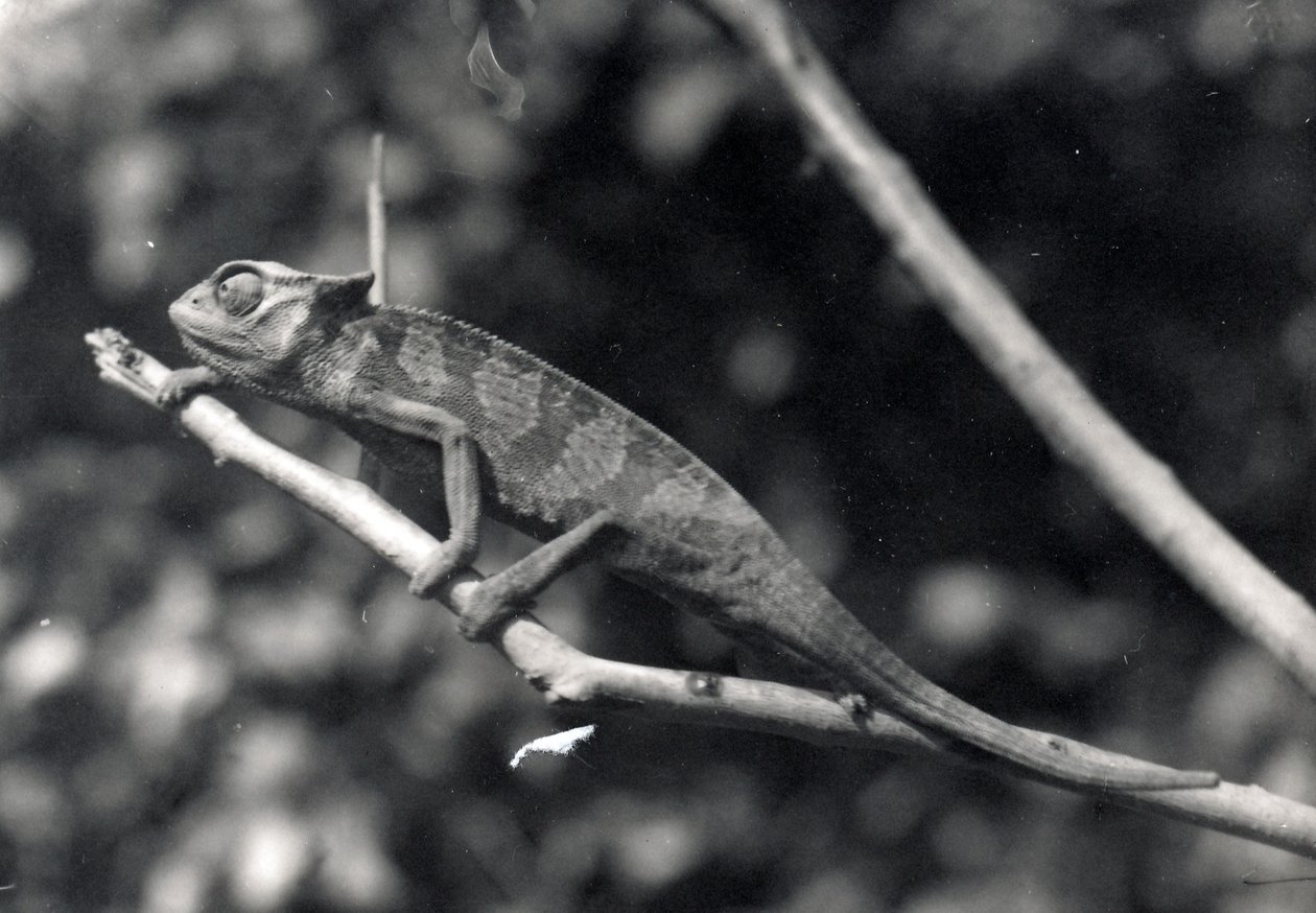 Kameleon, 1922 av Frederick William Bond