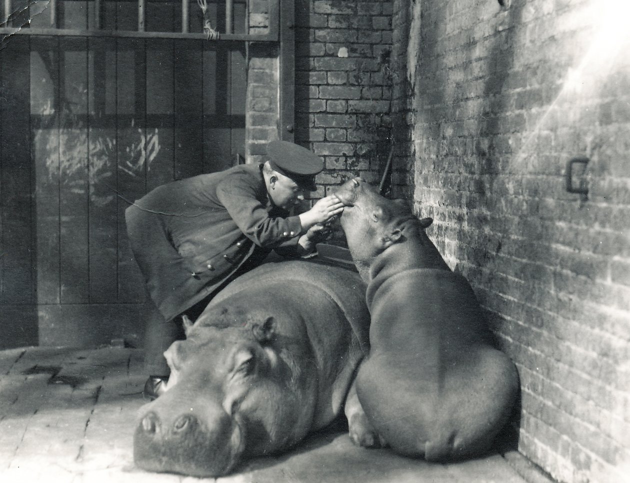 Vanlige flodhester Jean og Jimmy med keeper Ernie Bowman, ved ZSL London Zoo, mars 1927 av Frederick William Bond