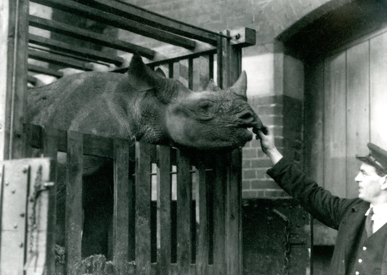 Eliza et svart neshorn tar mat fra hånden til vokteren sin ved ankomst til London Zoo, 1923 (bw-bilde) av Frederick William Bond