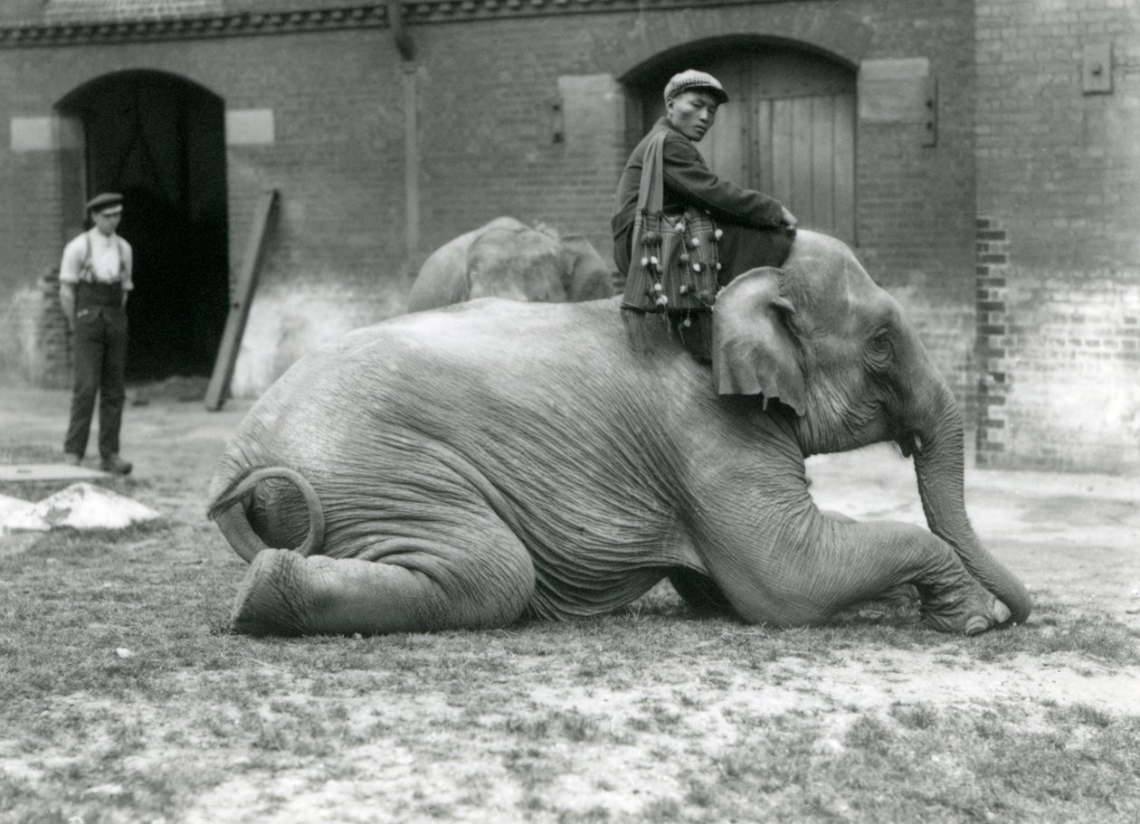 Kvinne burmesisk elefant Mo Gay Ko med trener Law Wee Lee utenfor Elephant House med en keeper og en annen elefant i bakgrunnen, London Zoo, 1923 (bw-bilde) av Frederick William Bond