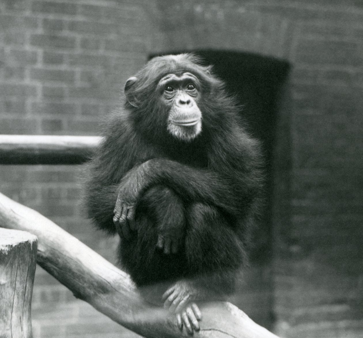 Kvinne sjimpanse Daisy sitter på en gren i innhegningen hennes i London Zoo, september 1923 (bw-bilde) av Frederick William Bond