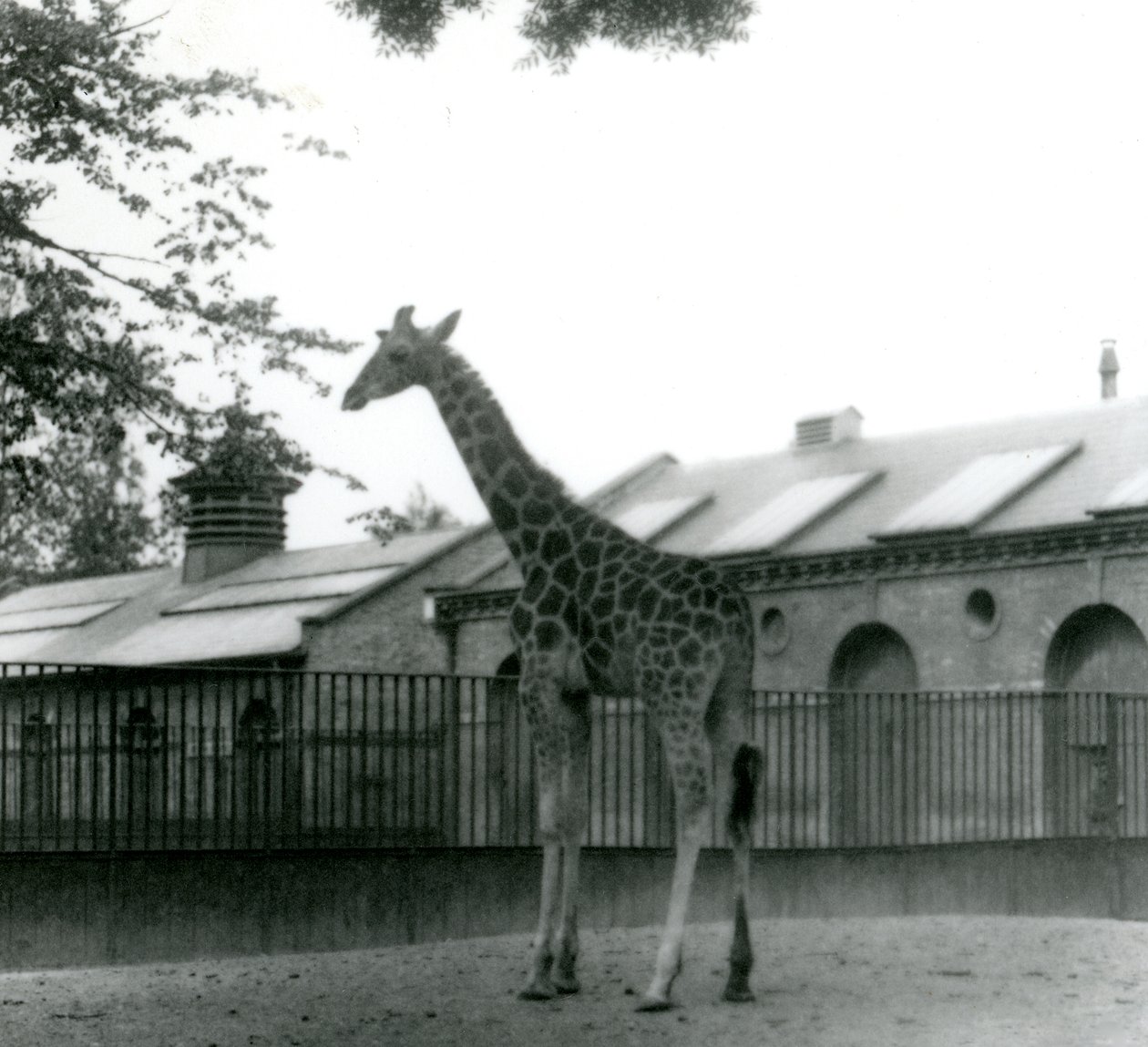 Kvinnelige Giraffe Maud, stående i paddocken utenfor Giraffe House, London Zoo, 1923 (bw-bilde) av Frederick William Bond