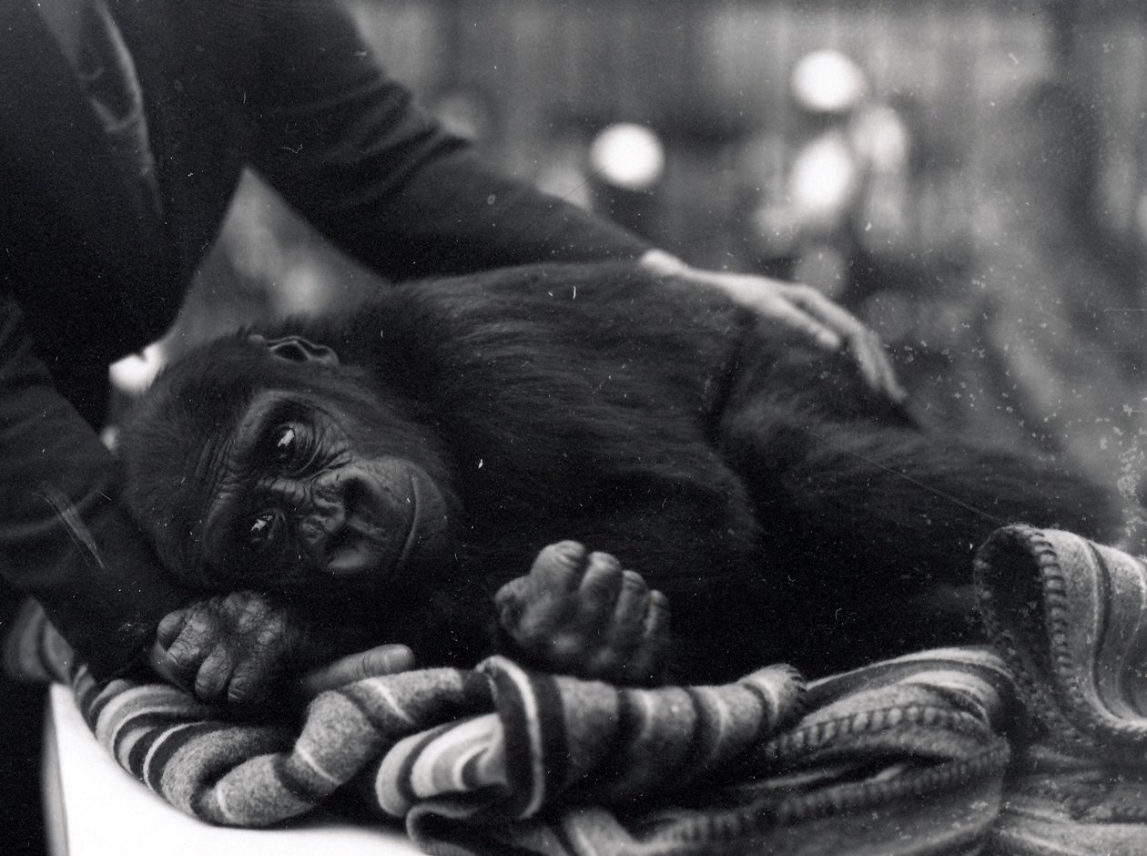 Fem år gammel Gorilla ligger nede og blir trøstet av en keeper av Frederick William Bond