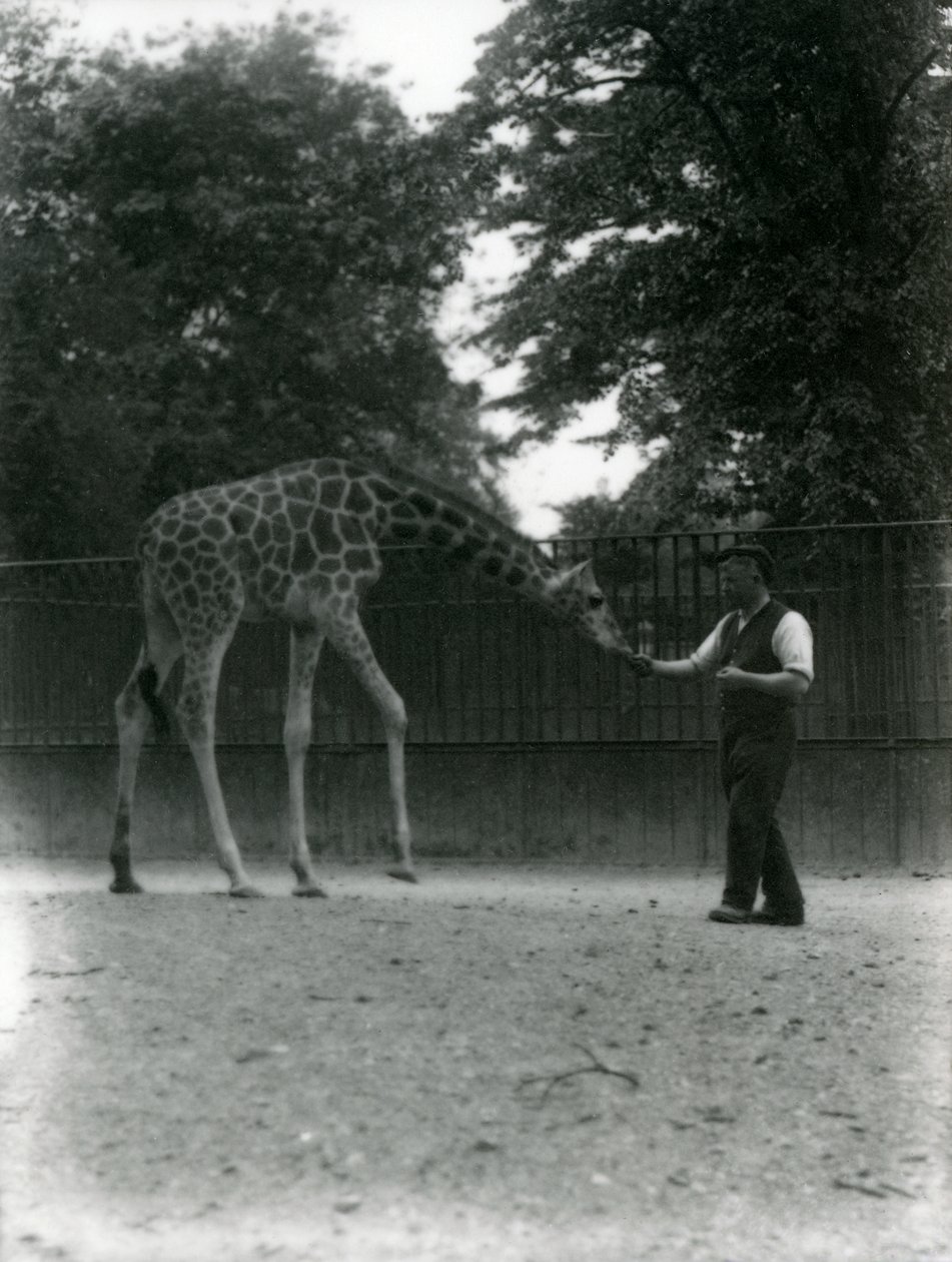Giraffe 'Maud' mater fra keepers hånd, London Zoo juni 1953. av Frederick William Bond