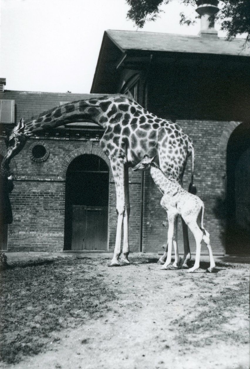 Giraffe med 3 dager gammel baby og keeper i London Zoo, 1914. av Frederick William Bond