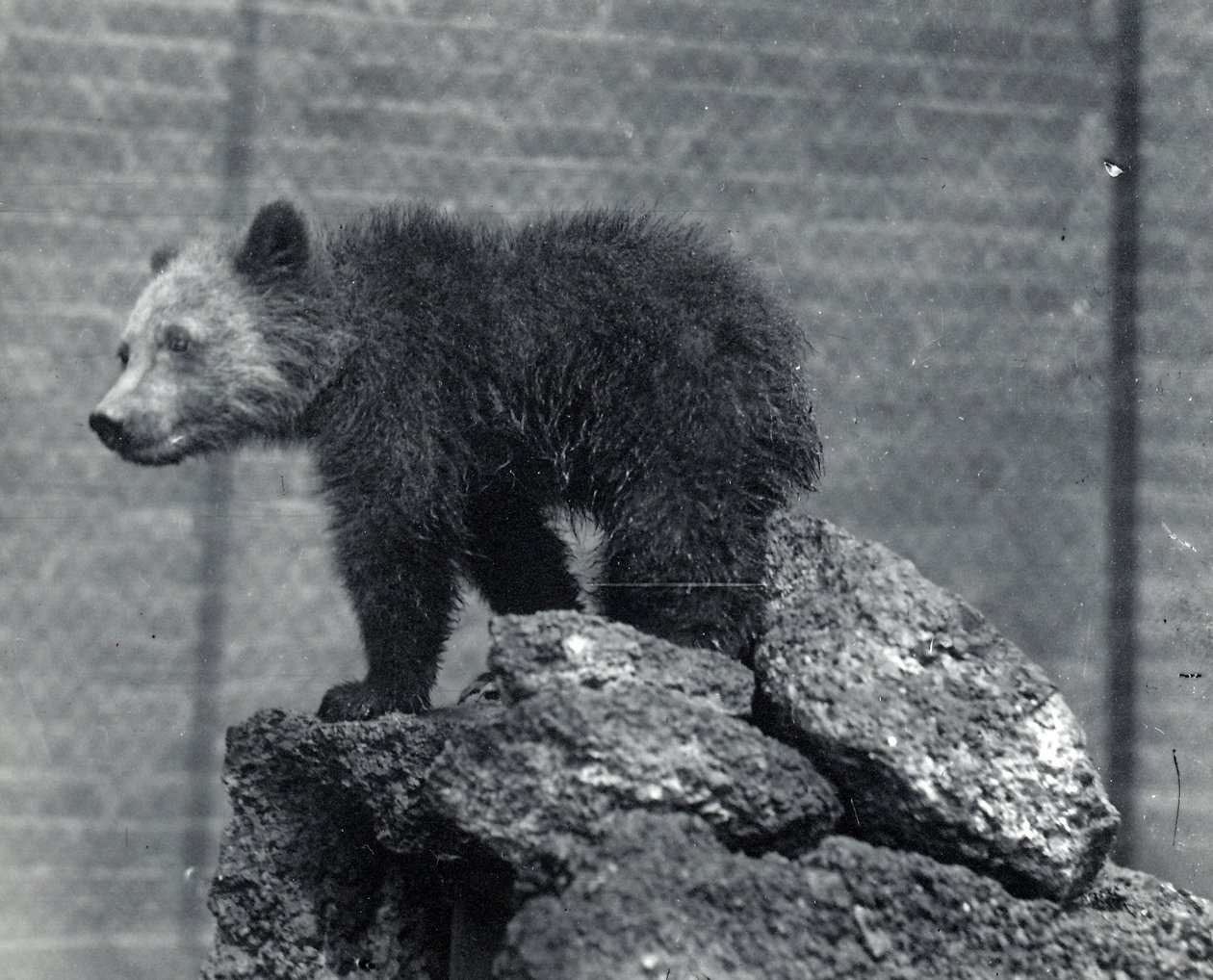 Grizzlybjørnunge av Frederick William Bond