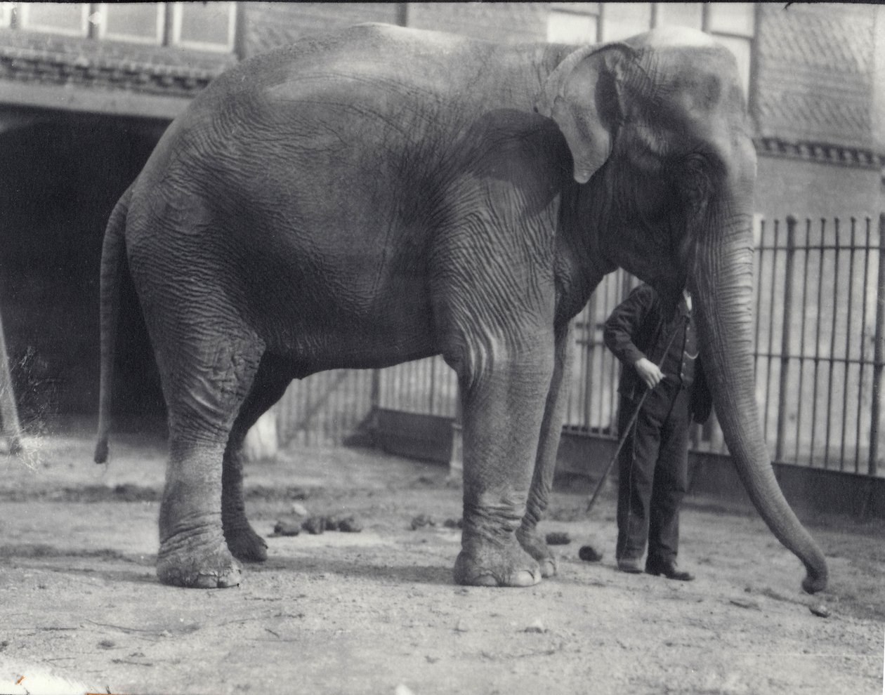 Indian Elephant, Assam Lukhi, med keeper i London Zoo, april 1914 av Frederick William Bond
