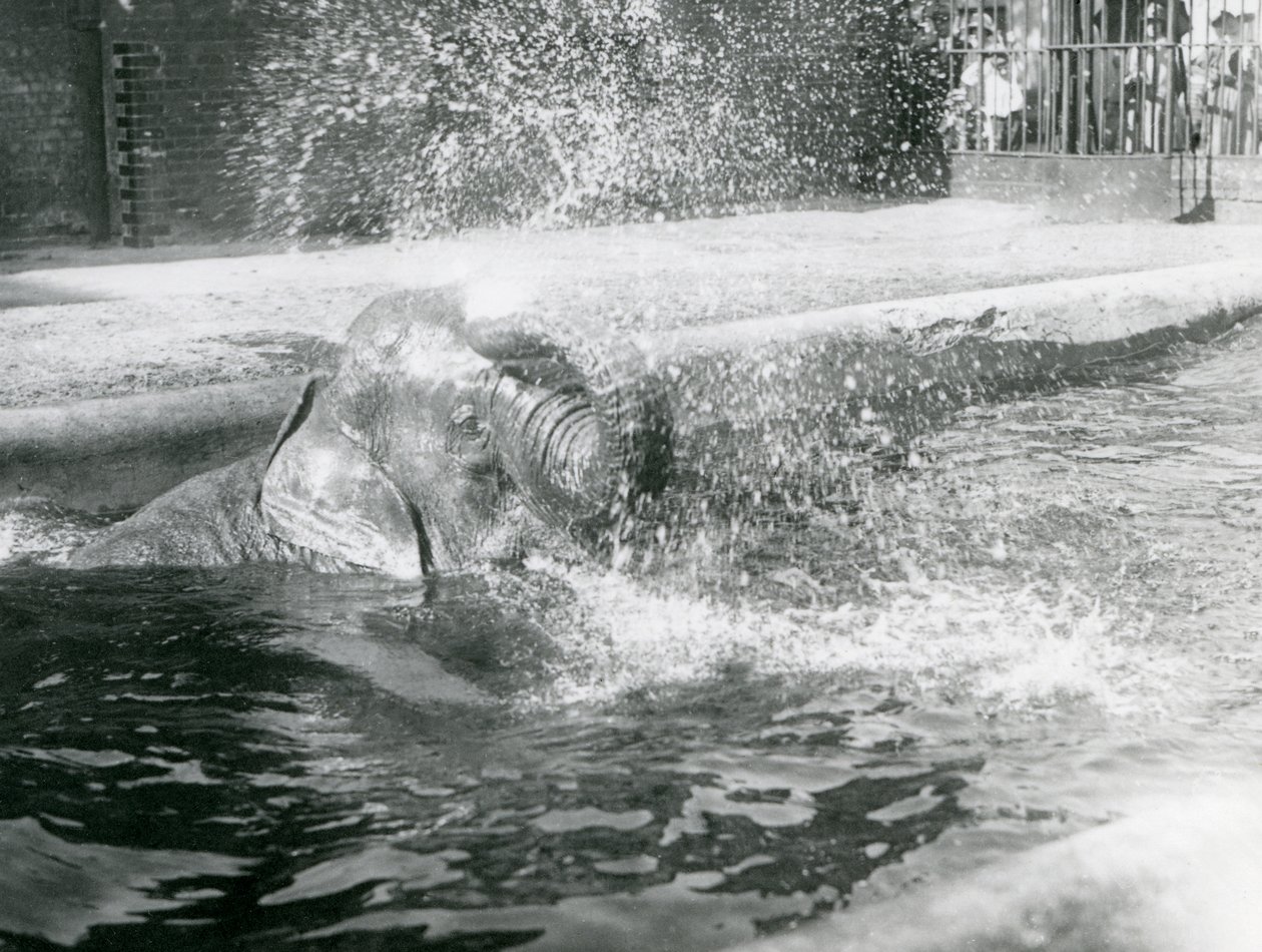 Indianani bader i bassenget hennes. London Zoo, august 1923 (bw-bilde) av Frederick William Bond