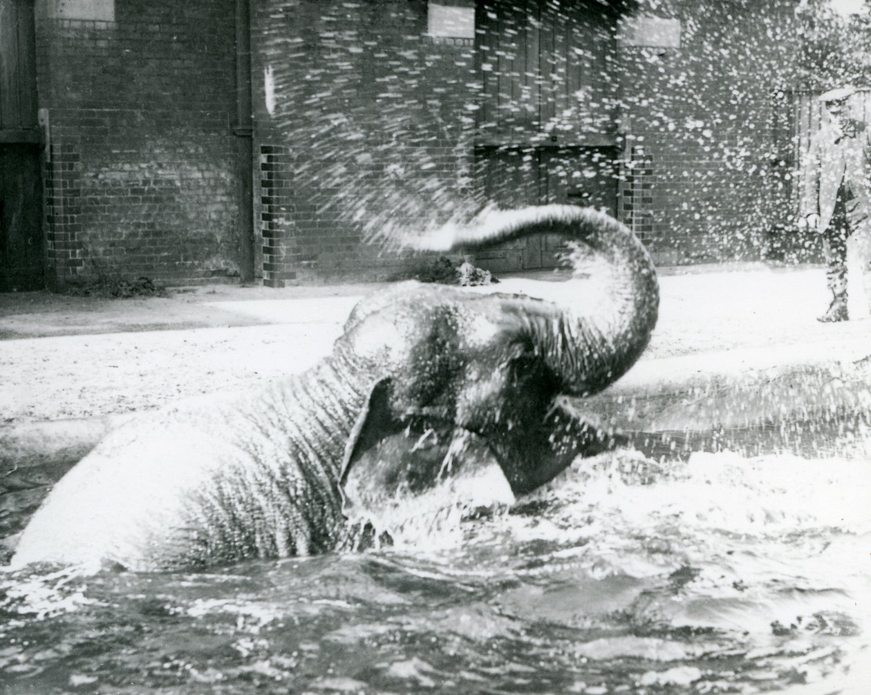 Indiarani bader i bassenget hennes, London Zoo, august 1923 (bw-bilde) av Frederick William Bond