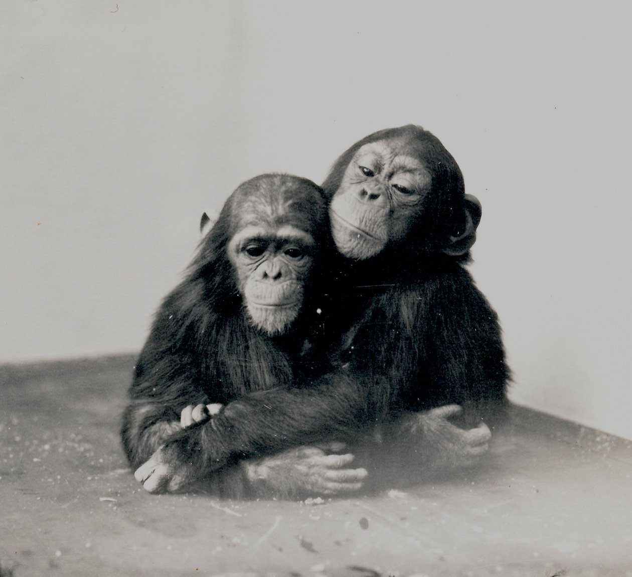 Johnnie og en venn, to av ZSL London Zoos sjimpanser, 1923 av Frederick William Bond