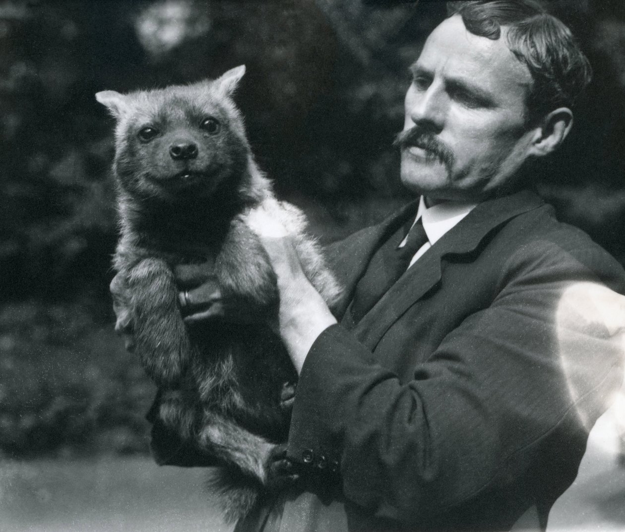 Keeper Charles Dixon holder opp en babyhyaene i London Zoo, 1919 av Frederick William Bond