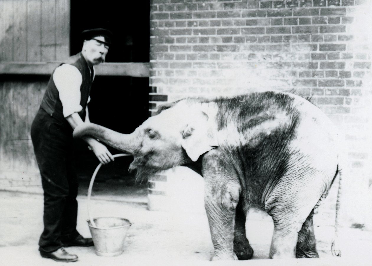 Keeper Charles Eyles mater en baby asiatisk elefant med en sonde i London Zoo i 1913 av Frederick William Bond