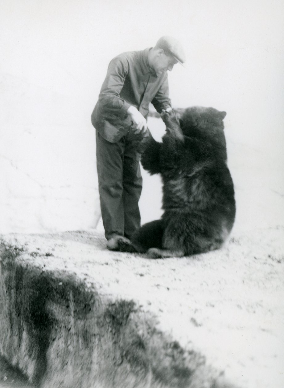 Keeper Charlie Philips holder hender med en sittende svartbjørn i London Zoo, før 1930 (bw-bilde) av Frederick William Bond