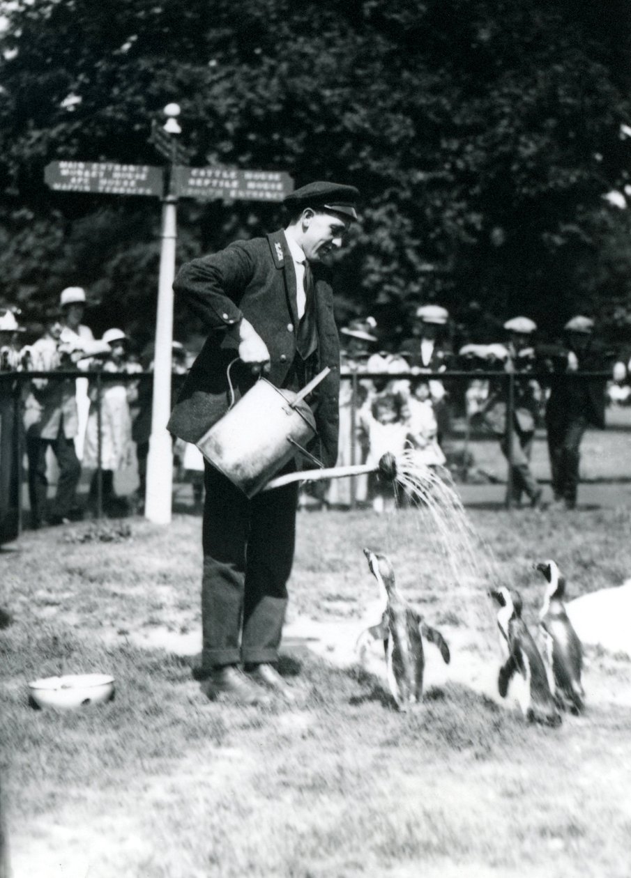 Keeper, Ernie Sceales, gir tre pingviner en dusj fra en vannkanne, London Zoo, 1919 av Frederick William Bond