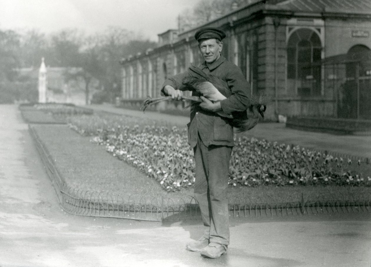 Keeper G. Blore bærer en grå kronet kran, London Zoo, mai 1923 (bw-bilde) av Frederick William Bond