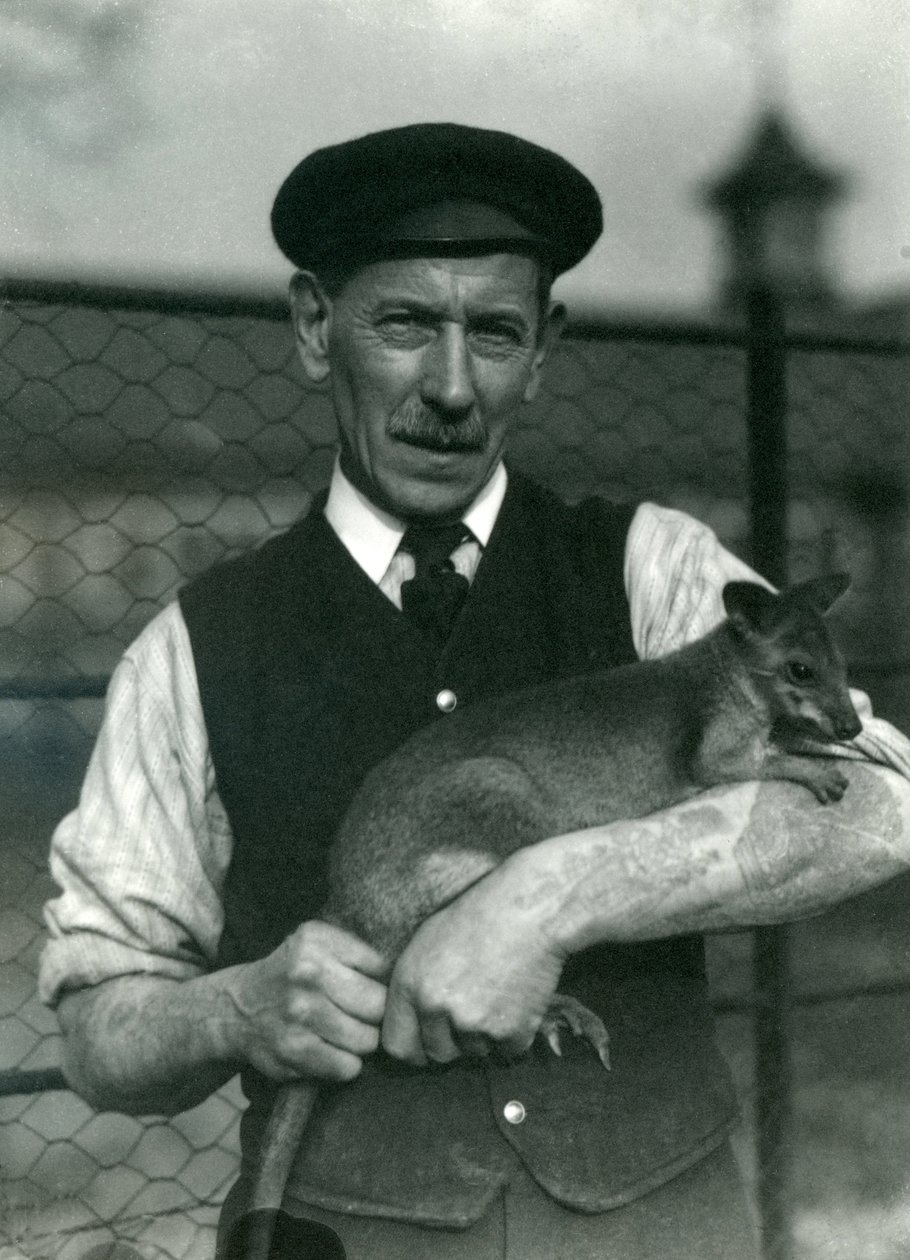 Keeper G. Blore holder en Wallaby i London Zoo, oktober 1920 av Frederick William Bond