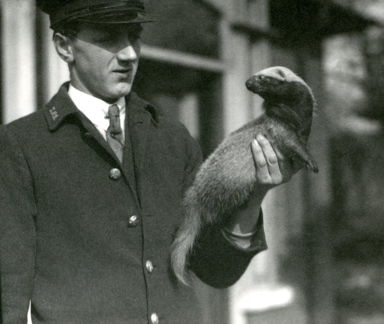 Keeper Leslie Flewin holder en Grison, London Zoo, 1923 (bw-bilde) av Frederick William Bond