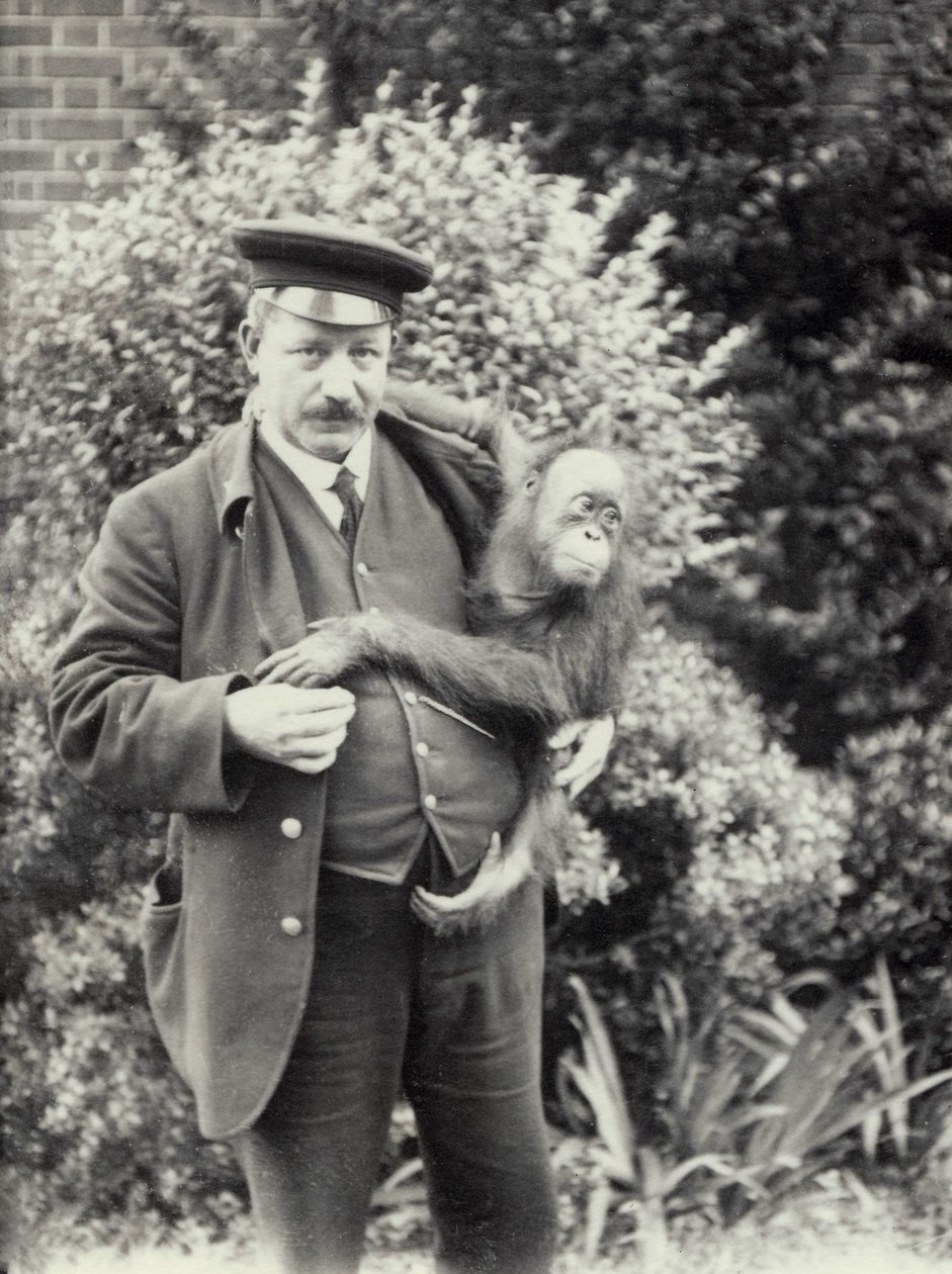 Keeper Z. Rodwell holder ung orangutang i London Zoo, oktober 1913 av Frederick William Bond