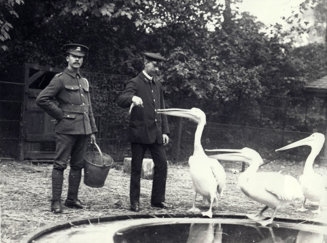 Keepers Alf Taylor (høyre) og Bodman (venstre) mater fisk til pelikaner ved bassengkanten i London Zoo, oktober 1915 av Frederick William Bond