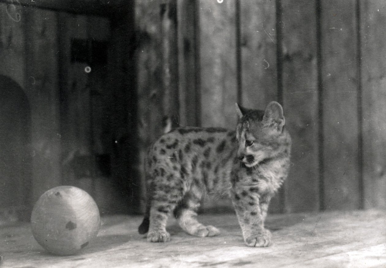 Leopardunge med ball av Frederick William Bond